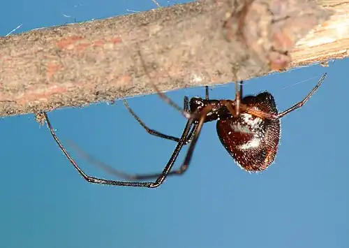 female A. zonatus