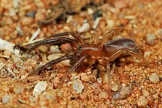 female A. jubata