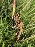 Rhizome with stem and stem buds, Hollabrunn, Lower Austria