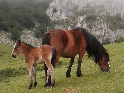 Mare and foal on Gorbeia