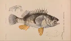 Reef Ocean Perch (Helicolenus percoides).