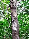 Trunk with fungal infection