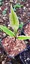 Seedling, Dededo, Guam