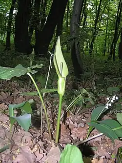 A. cylindraceum