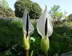 A. idaeum
