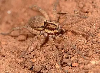 female