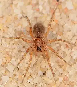 female