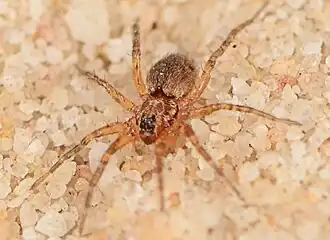 female A. ceresicola
