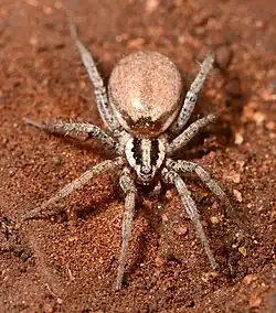 Asemesthes flavipes