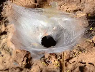 web