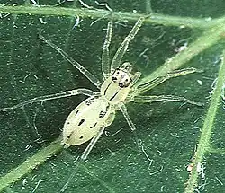 female A. tanikawai