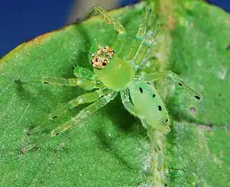 female A. clara