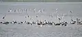 Asian openbill stork