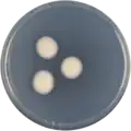 Aspergillus luppii growing on CYA plate