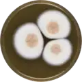 Aspergillus spinulosporus growing on MEAOX plate