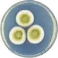 Aspergillus olivicola growing on CYA plate