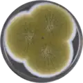 Aspergillus pseudotamarii growing on MEAOX plate