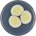 Aspergillus pseudoterreus growing on CYA plate