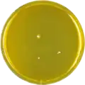 Aspergillus purpureus growing on MEAOX plate