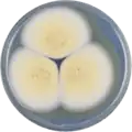 Aspergillus sclerotiorum growing on CYA plate
