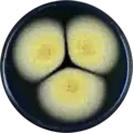 Aspergillus subramanianii growing on CYA plate