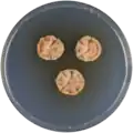 Aspergillus varians growing on CYA plate
