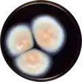 Aspergillus wisconsinensis growing on MEAOX plate