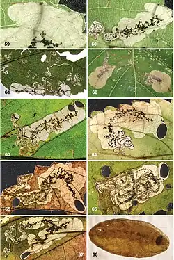 A collage of photos showing 9 images of leaf mines and 1 image of an oval-shaped brown pupal case