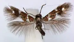 A moth with its wings spread. The forewings are brown with white markings, the hindwings are feather-like with no markings