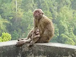 Brown monkeys