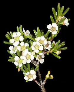A. sp. Gingalup