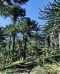 Araucaria araucana in the Argentine Andes