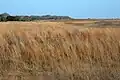 Attwater Prairie Chicken National Wildlife Refuge in February