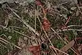 Turret, with spiderling turrets, northern California.