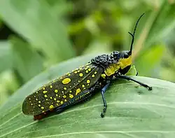 Spotted grasshopper, Aularches miliaris, defends itself with toxic foam and warning colours.[64]