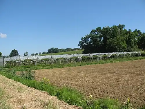 Kiwis from the Adour region in Aurensan