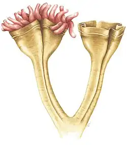 Auroralumina attenboroughii, an Ediacaran predator (c.&nbsp;560 mya)[100]