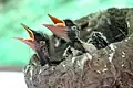 Two chicks in a mud nest