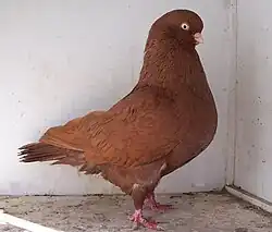 Australian Performing Tumbler Red