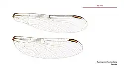 Female wings