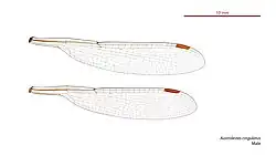 Male wings