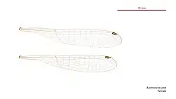 Female wings