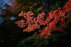 Image 7Autumn colour at Mount Wilson (from Geography of New South Wales)