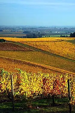vineyard