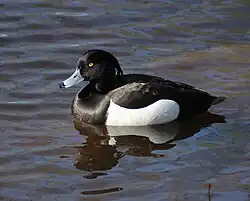 Tufted duck, Oulu