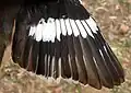 Buff-sided robin: detail of the wing, eastern Northern Territory
