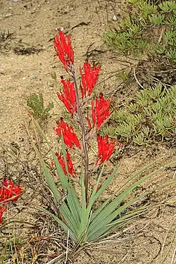 Babiana hirsuta