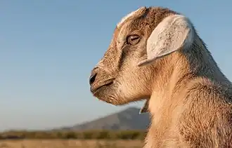 Mountain goat in Venezuela
