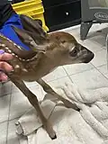 Baby White-tailed Deer being checked for injuries before being transported to another facility.