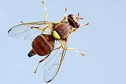 Adult